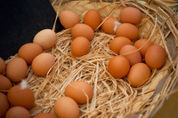 Free Range Chicken Eggs