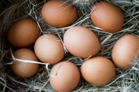 Free Range Duck Eggs